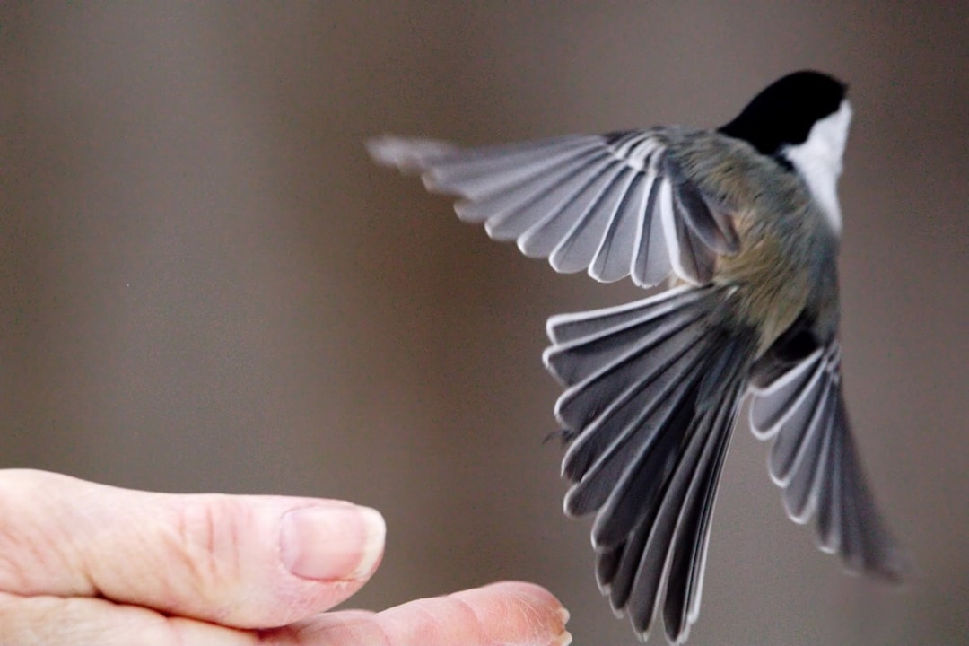 Unlocking Magic: Lessons from Birdsong and Backends