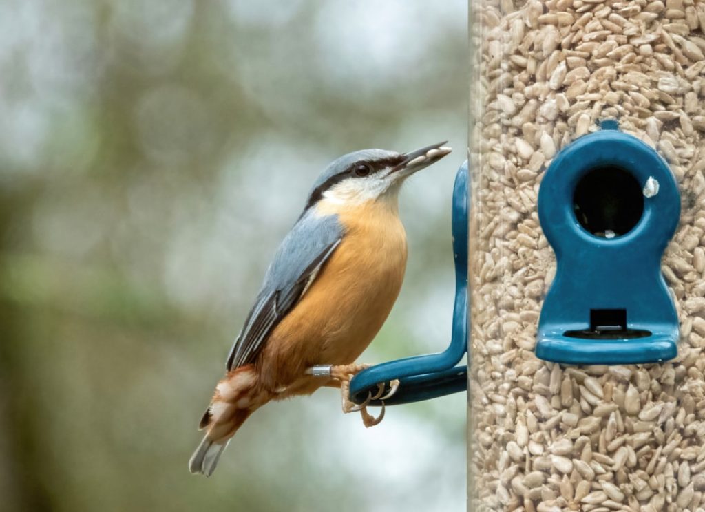 Optimal Bird Feeder Placement for a Thriving Backyard