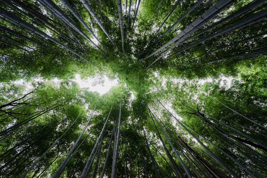Generative AI's Environmental Impact Explained