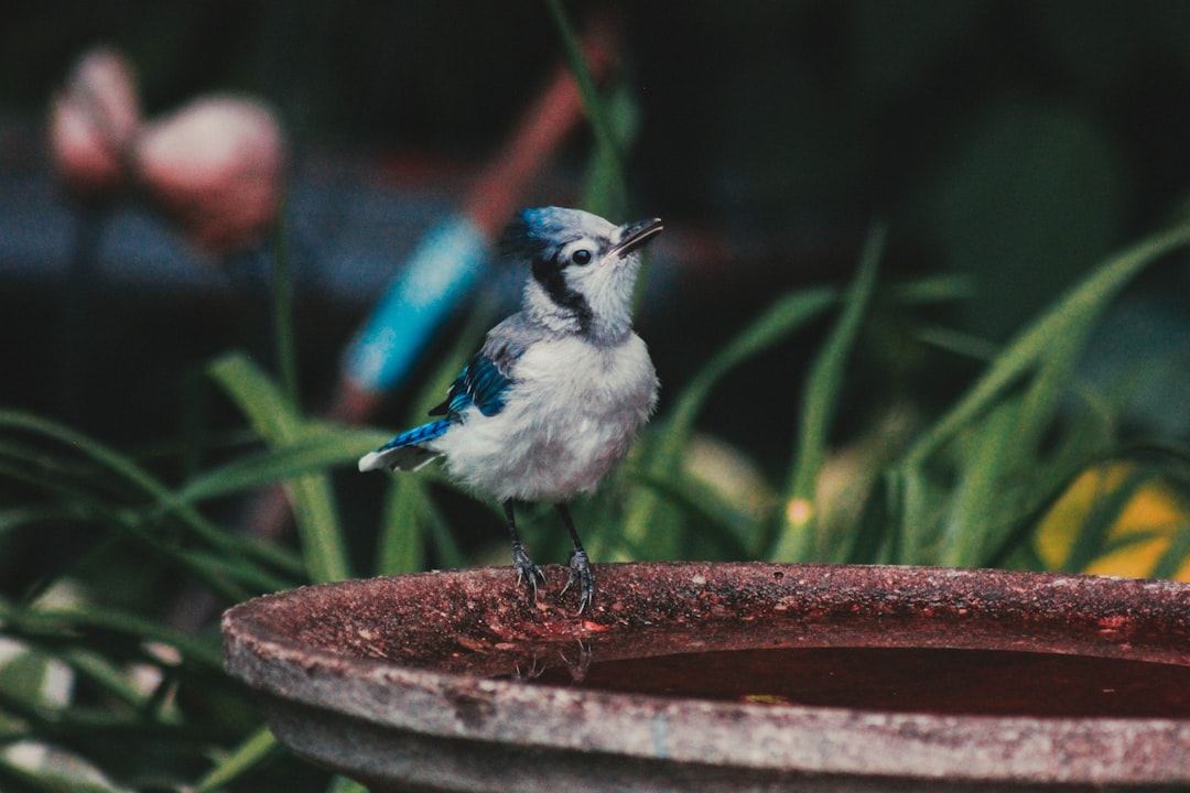 Boost Your Bird Feeder Visits with Expert Tips